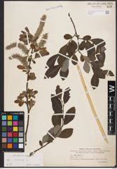 Foto von Salix cinerea L.